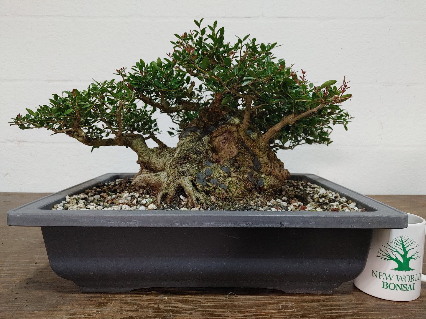 Sumo Dwarf Yaupon Holly #1