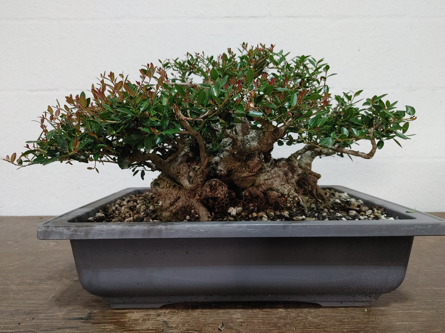 Sumo Dwarf Yaupon Holly #1