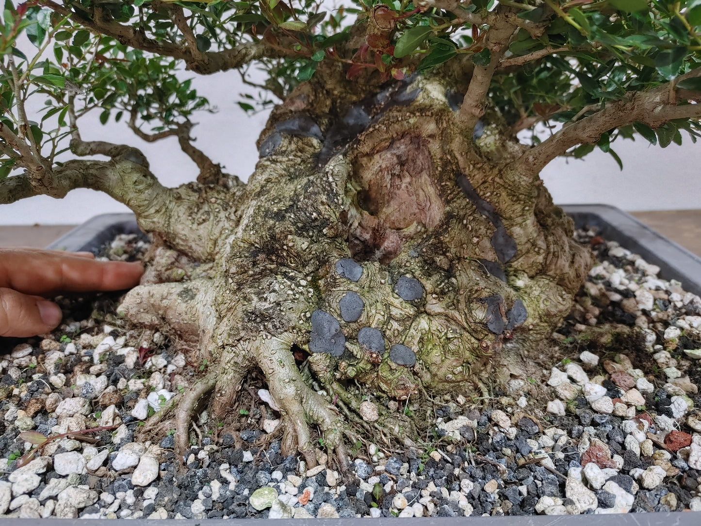 Sumo Dwarf Yaupon Holly #1