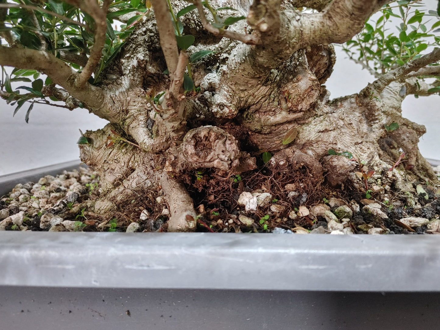 Sumo Dwarf Yaupon Holly #1