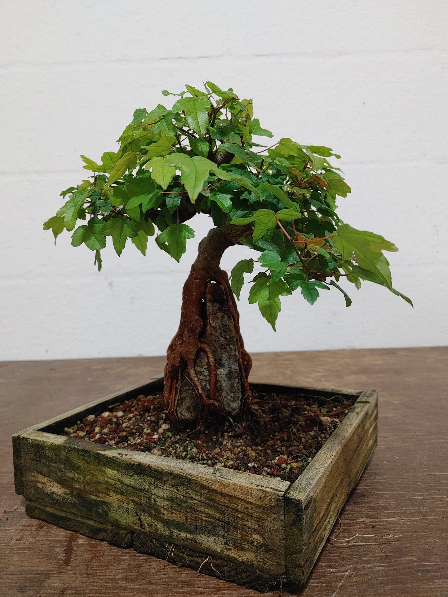 Trident Maple Root Over Rock #24