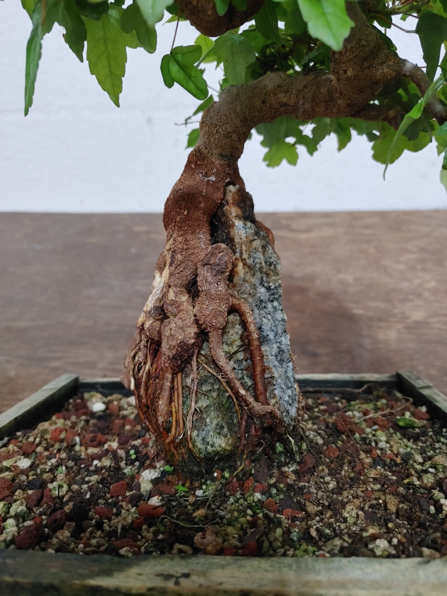 Trident Maple Root Over Rock #24