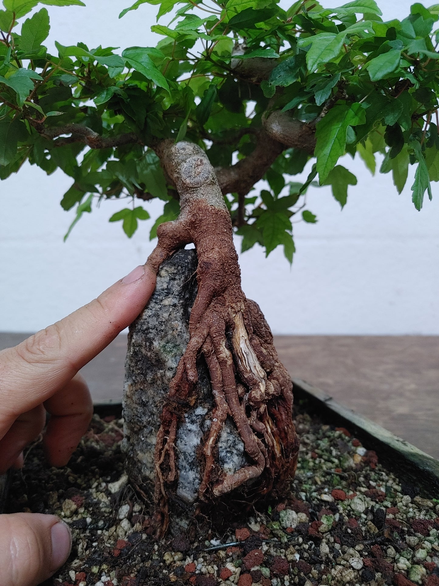 Trident Maple Root Over Rock #24