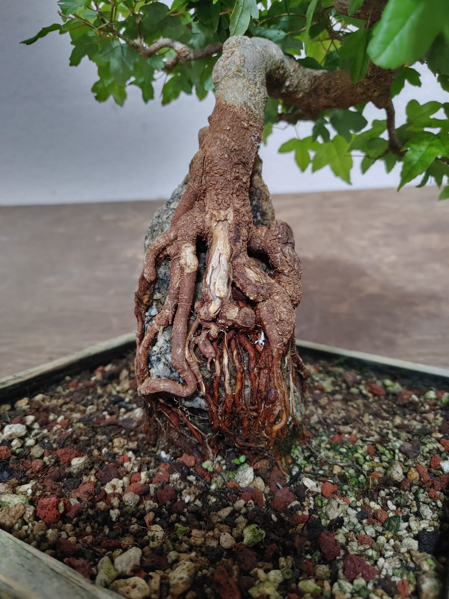 Trident Maple Root Over Rock #24