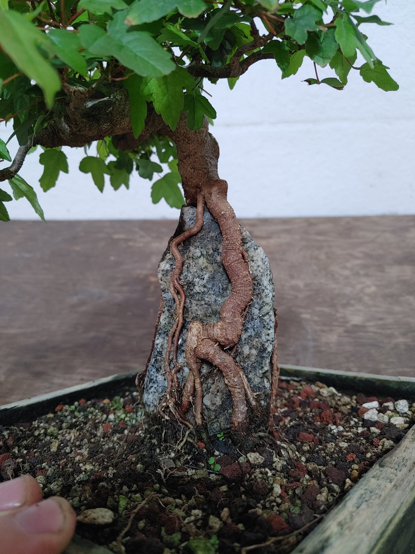 Trident Maple Root Over Rock #24