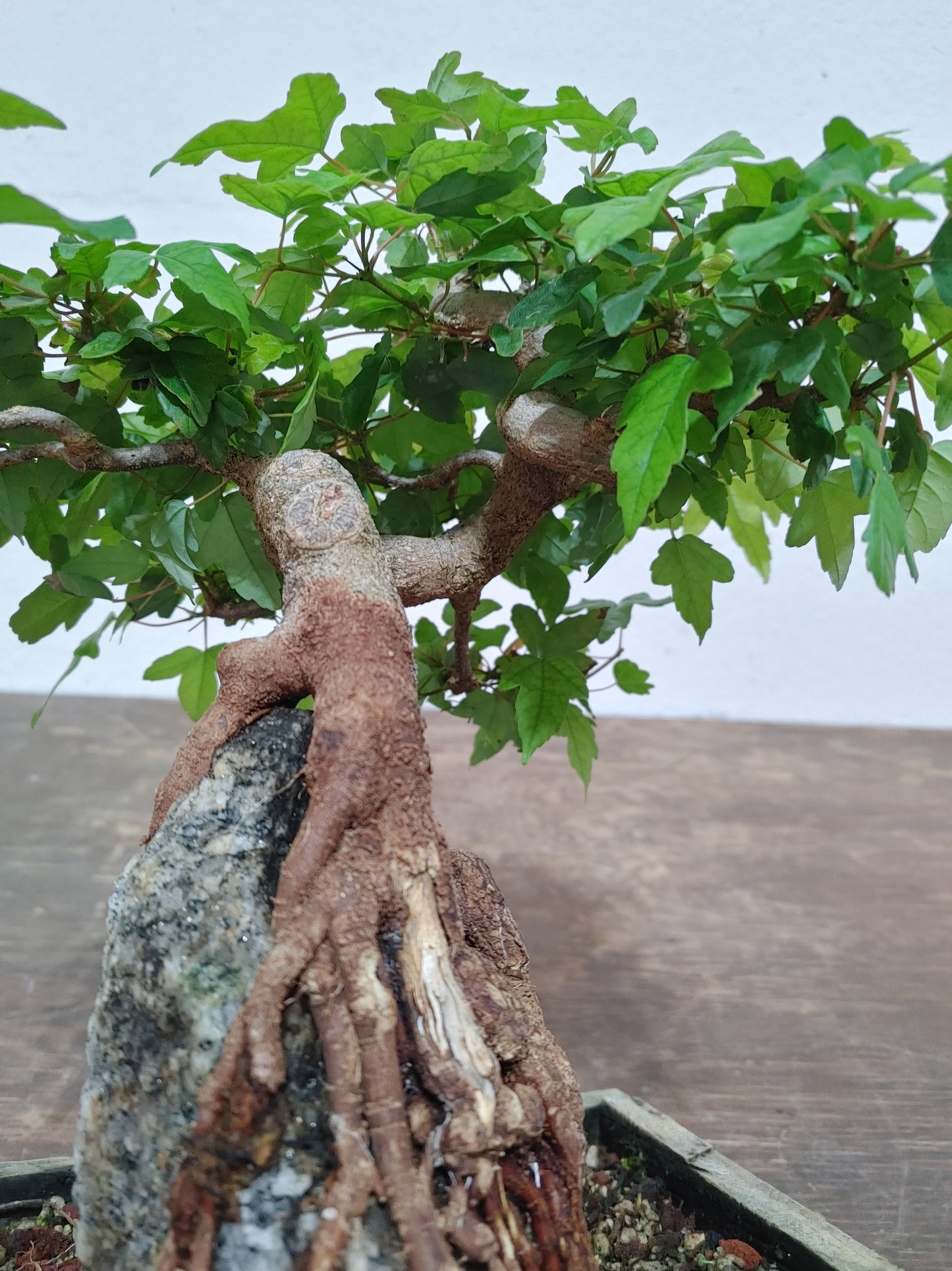 Trident Maple Root Over Rock #24
