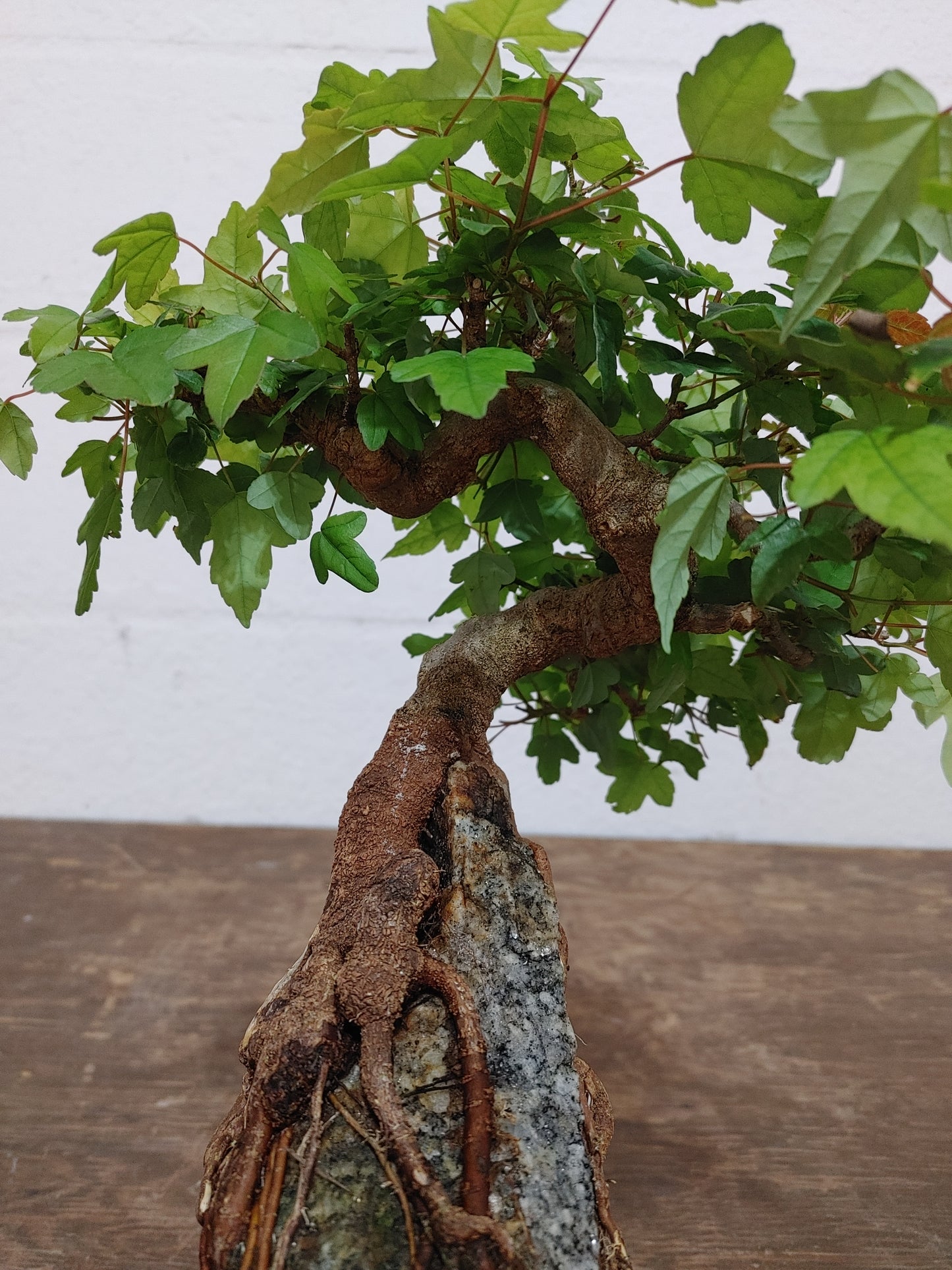 Trident Maple Root Over Rock #24