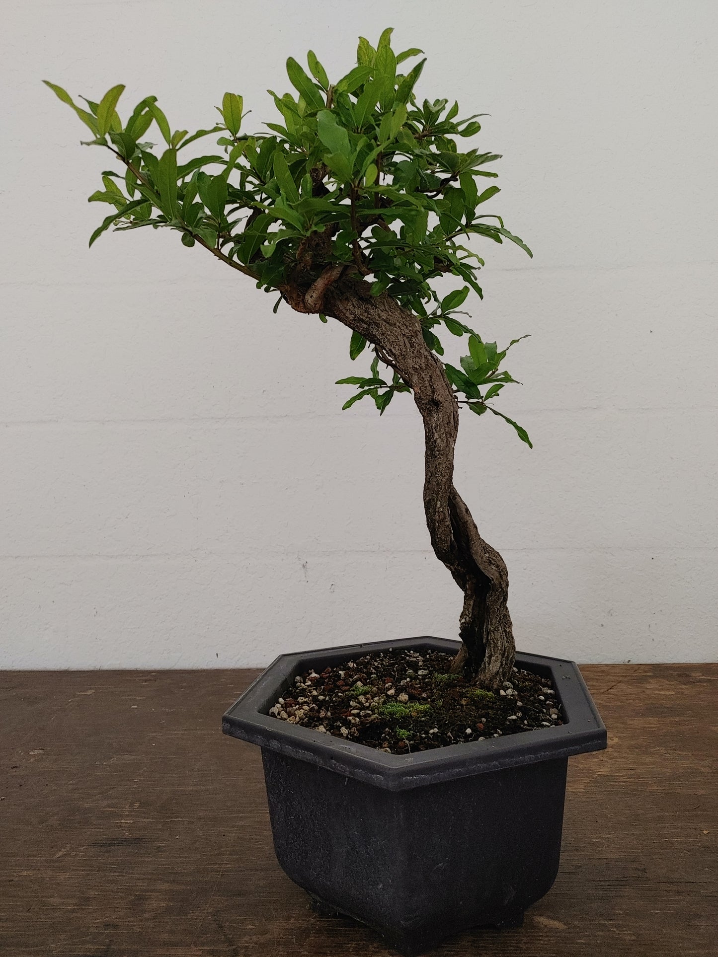 Nejikan Twisted Pomegranate