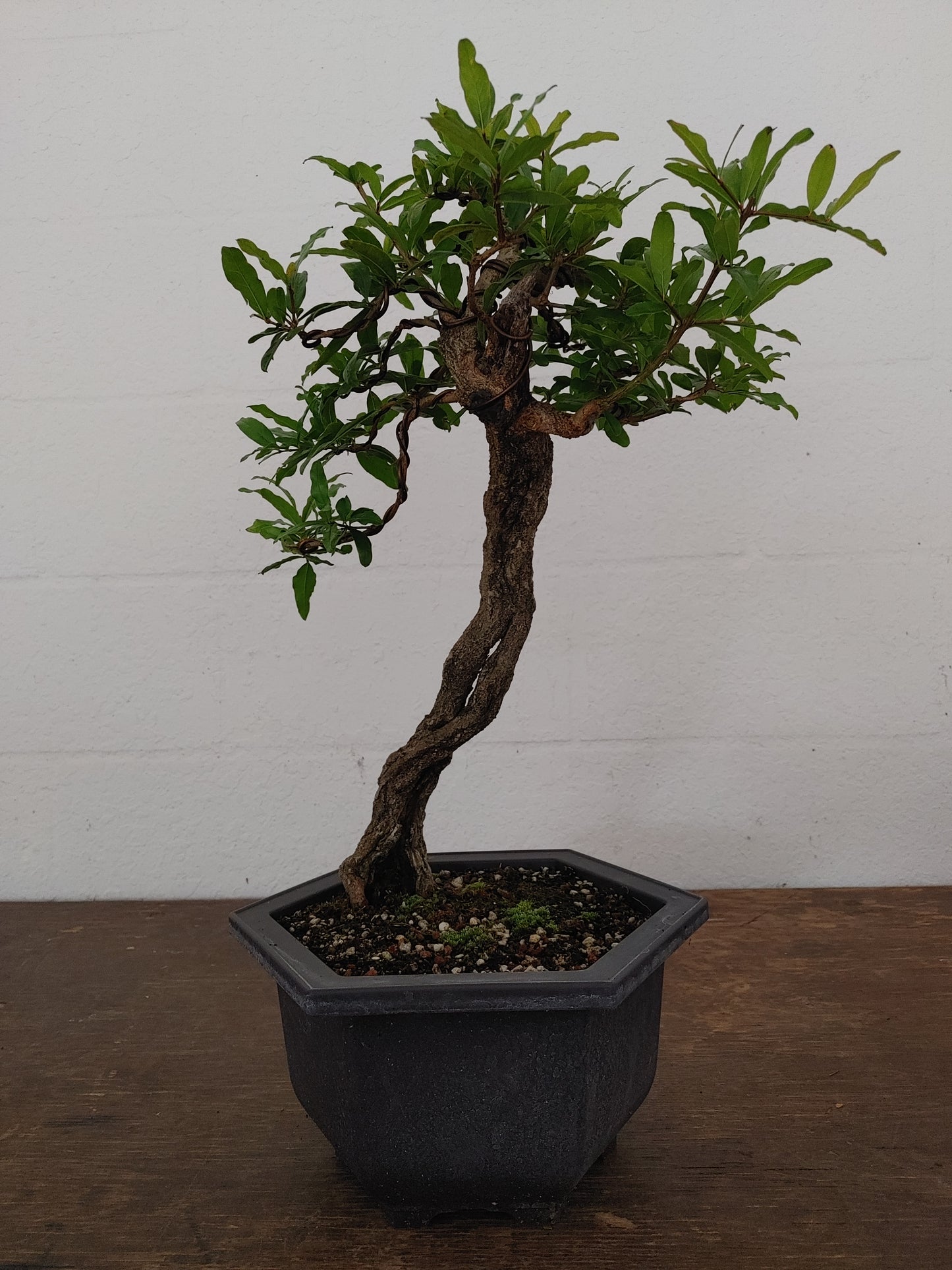 Nejikan Twisted Pomegranate