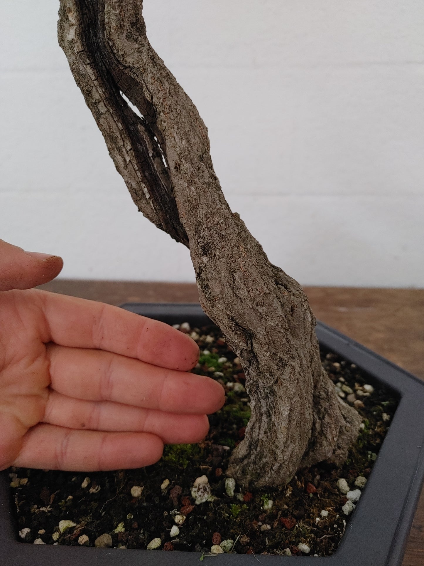 Nejikan Twisted Pomegranate