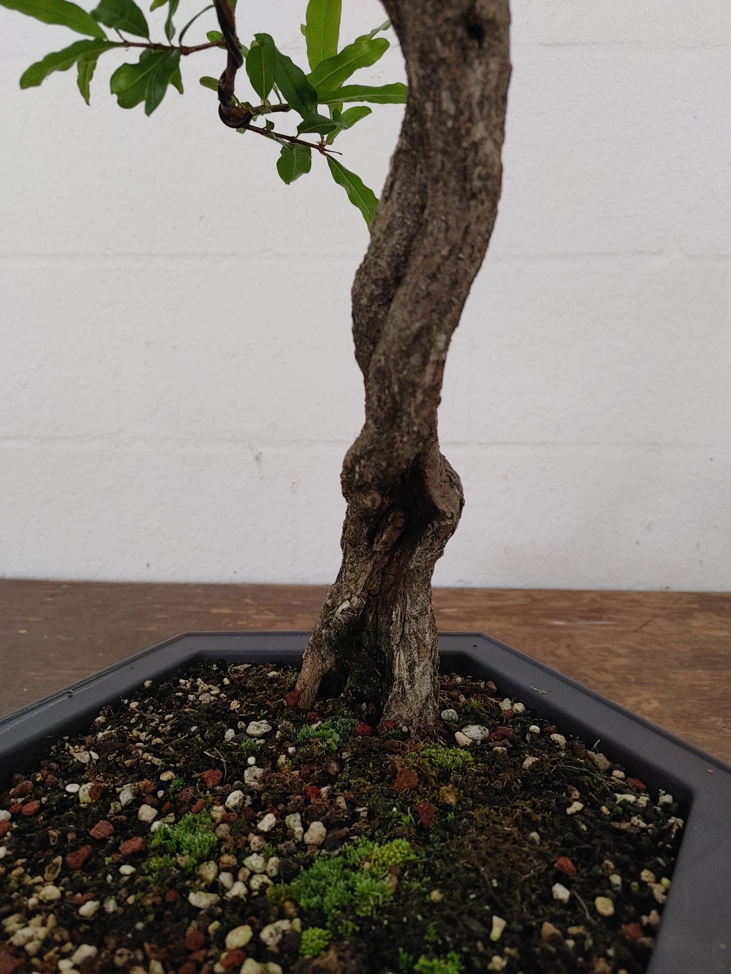 Nejikan Twisted Pomegranate