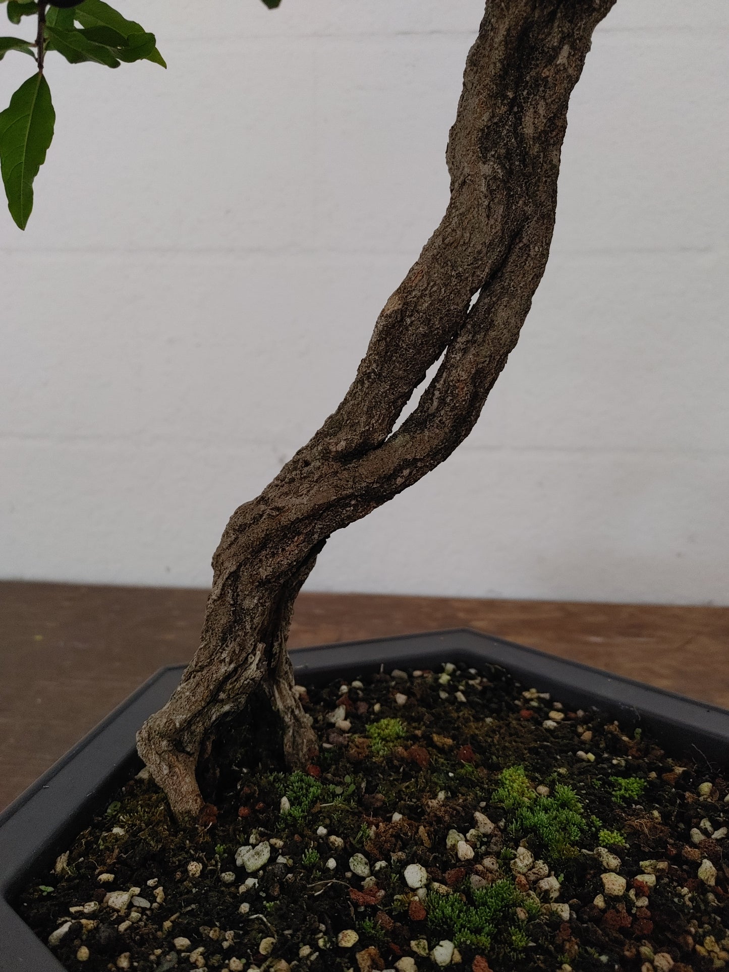 Nejikan Twisted Pomegranate