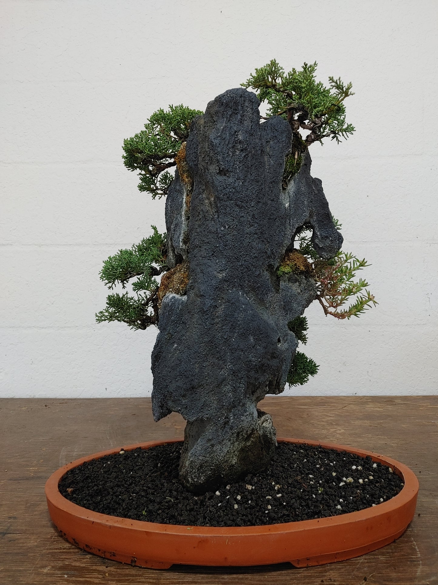Kishu Shimpaku Juniper Rock Planting