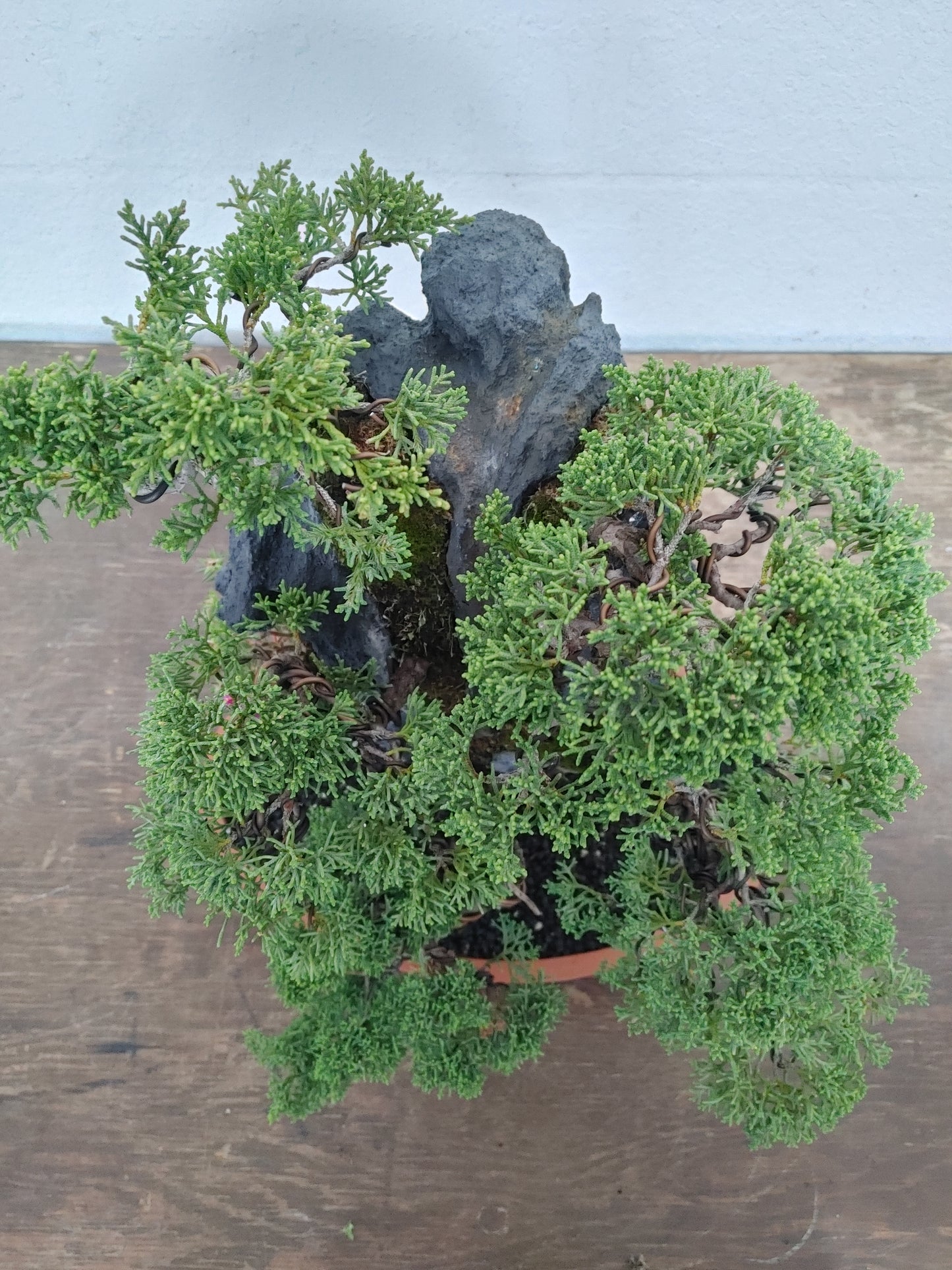 Kishu Shimpaku Juniper Rock Planting