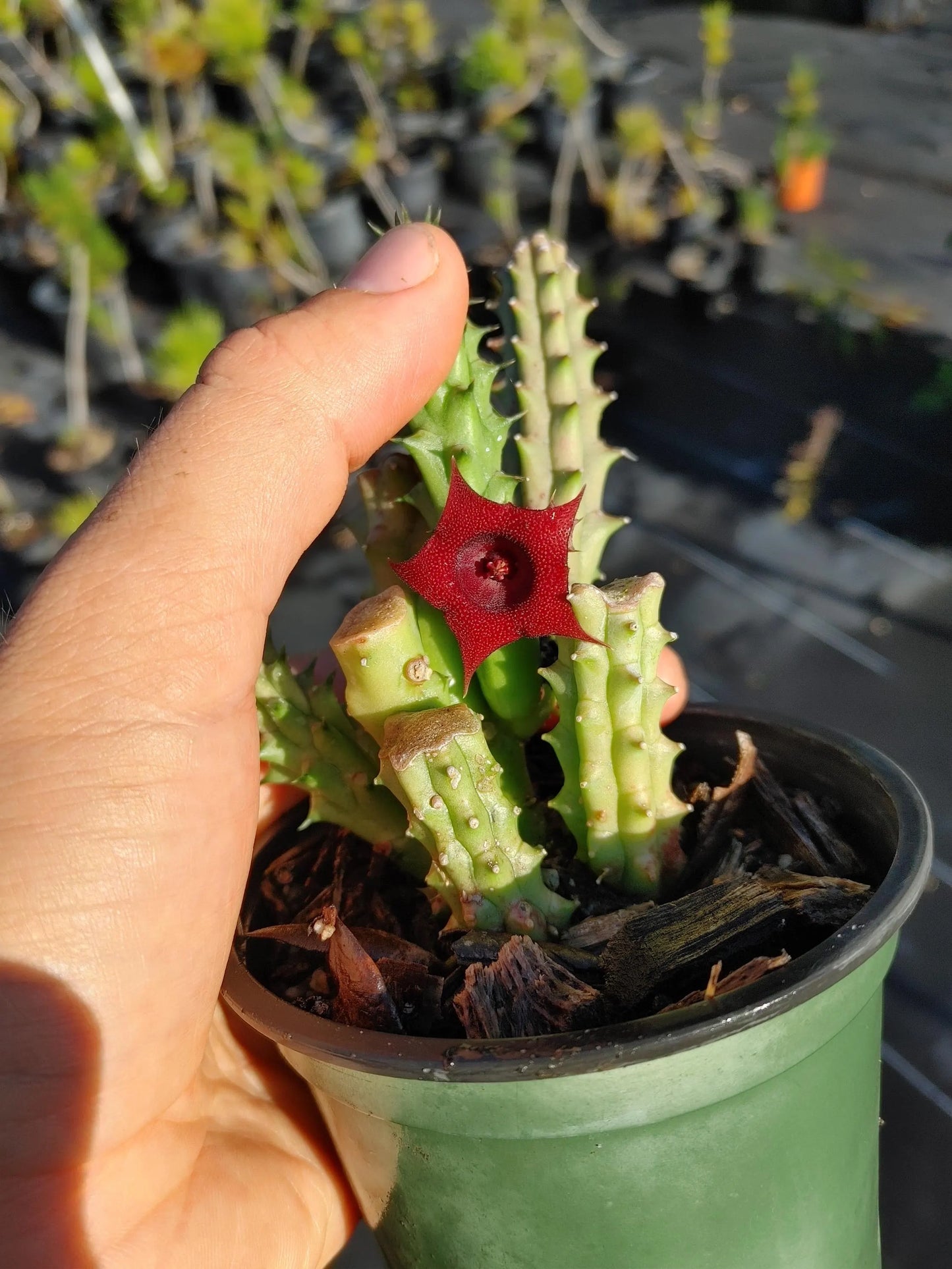 Red Dragon Flower, Huernia schneideriana, Kusamono, Succulent, Easy Grower