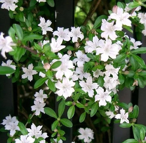 Bonsai, Snow Rose, Tree of a Thousand Stars, Serissa foetida, Abundant Flowers