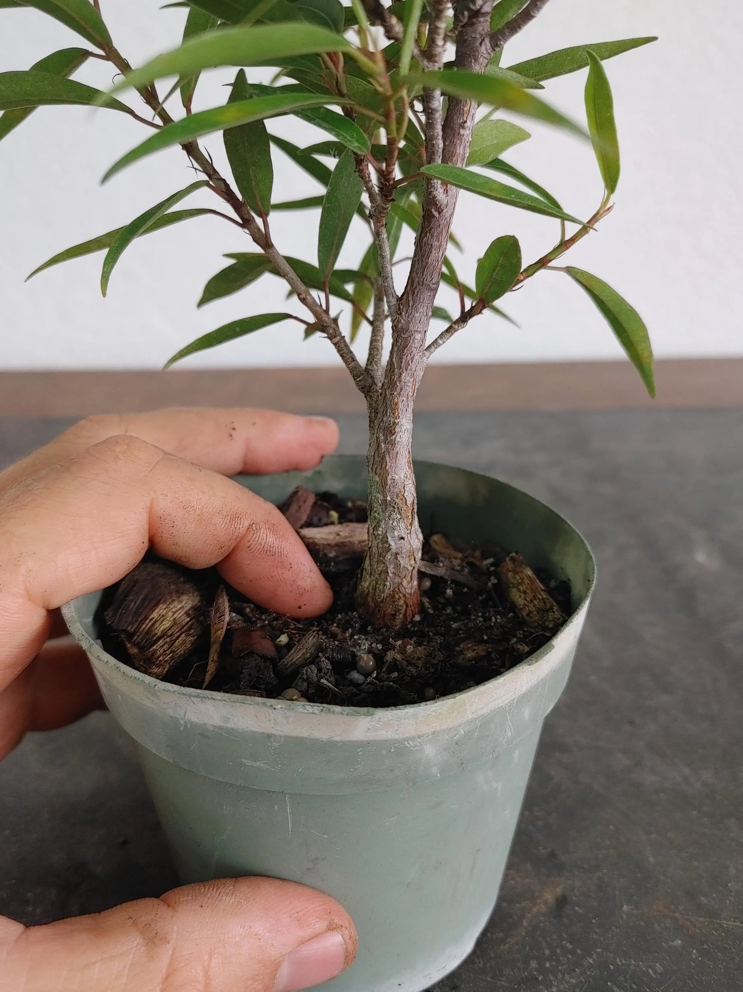 Bonsai Tree, Willow Leaf Ficus, Great Beginner Bonsai, Indoor, Tropical Species, Live Bonsai