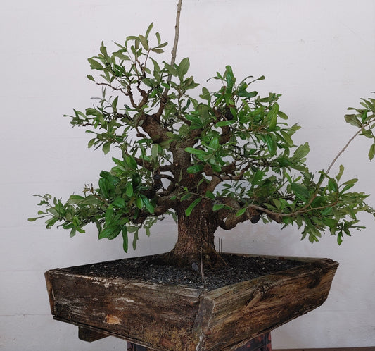 Live Oak Bonsai Progression