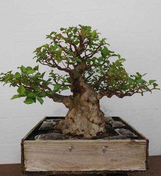 Crape Myrtle Progression Series