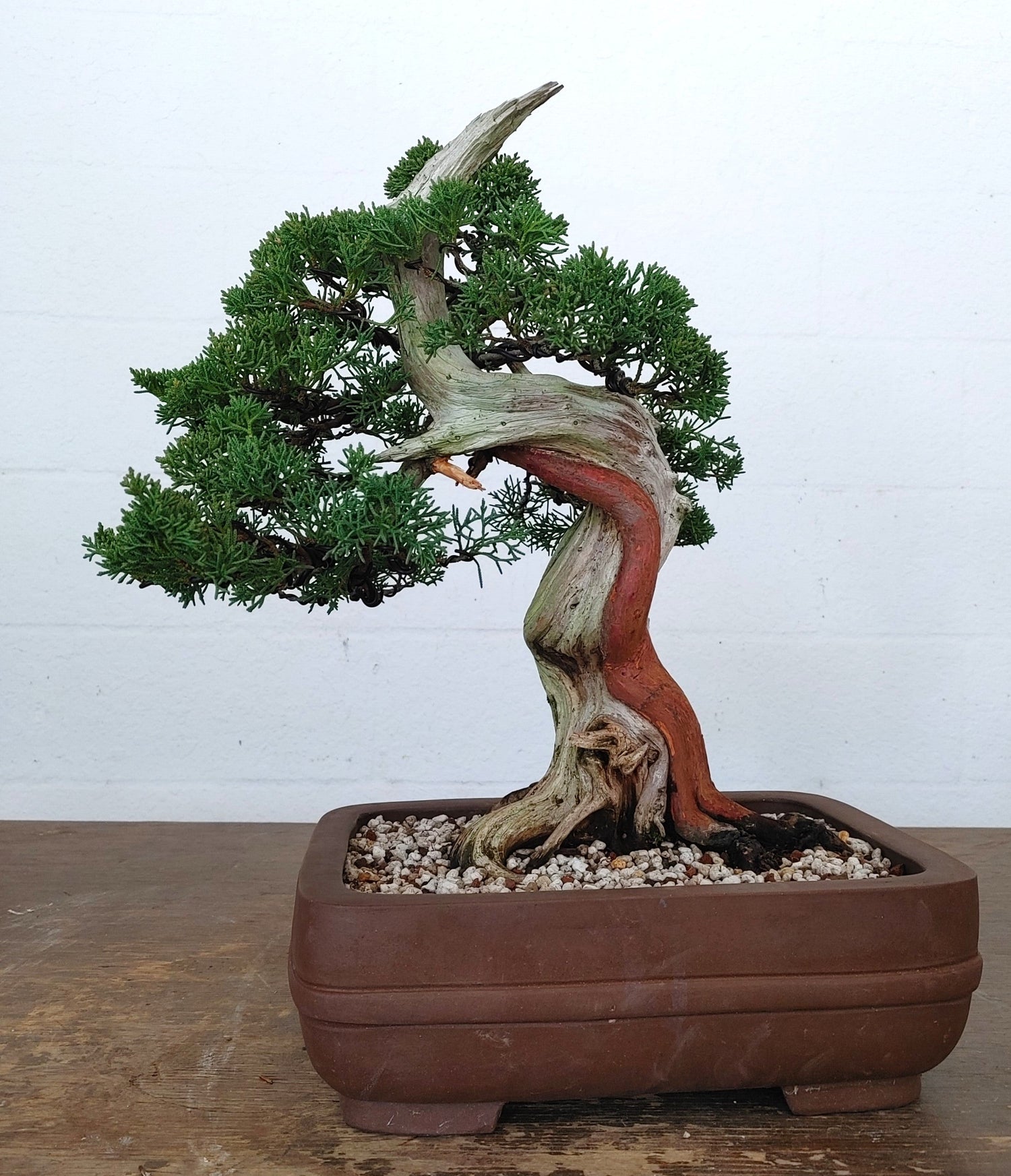 Handcrafted Bonsai and Prebonsai
