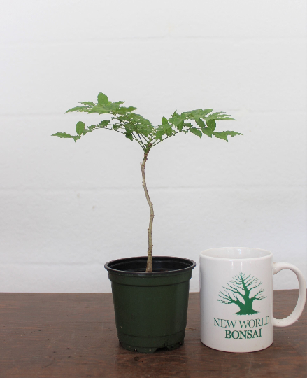 Starters and Young Prebonsai