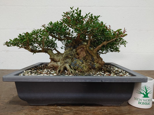 Sumo Dwarf Yaupon Holly #1