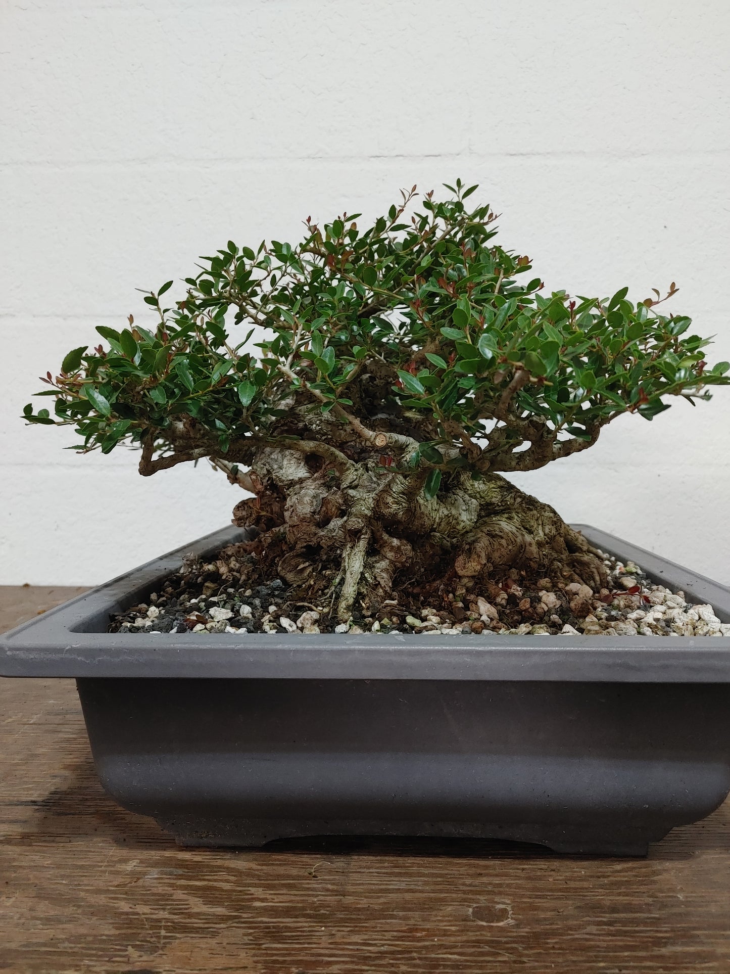 Sumo Dwarf Yaupon Holly #1