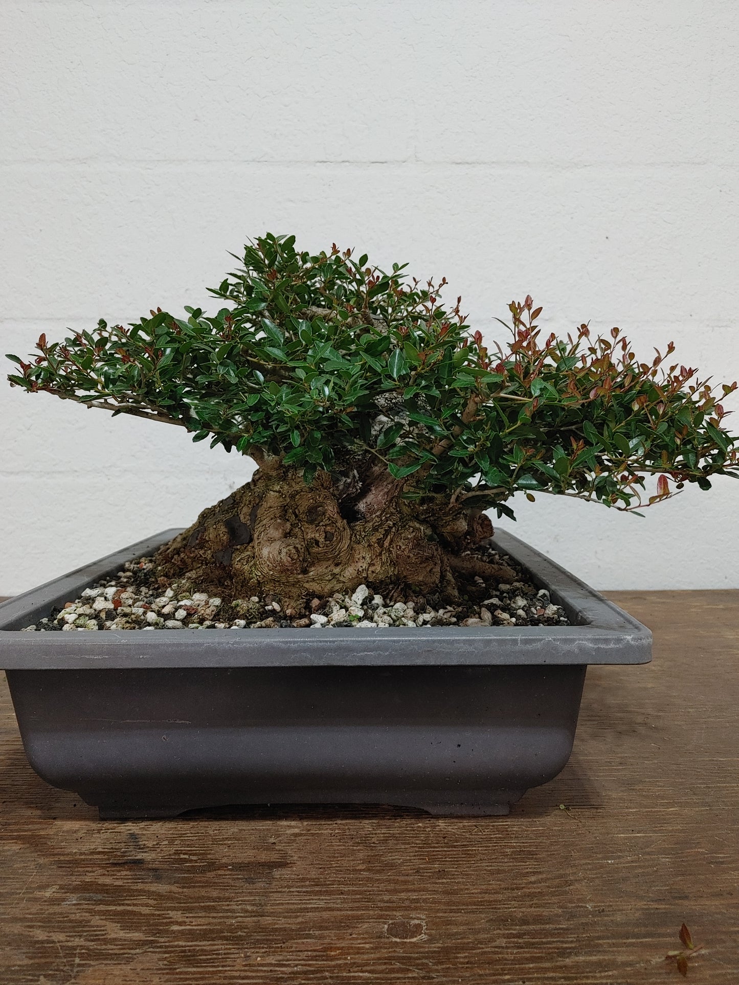 Sumo Dwarf Yaupon Holly #1