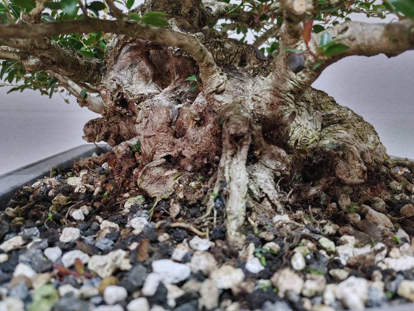 Sumo Dwarf Yaupon Holly #1