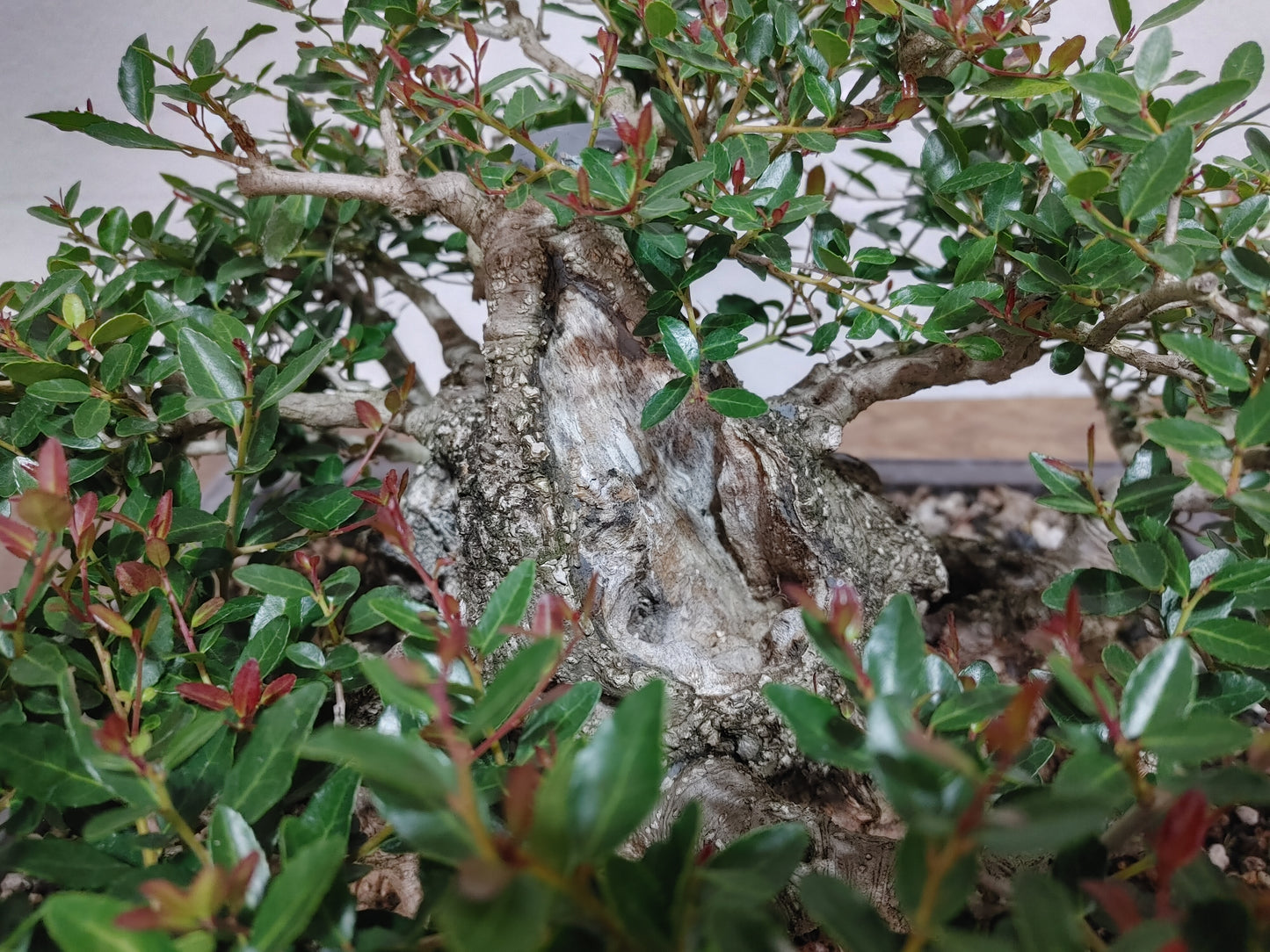 Sumo Dwarf Yaupon Holly #1