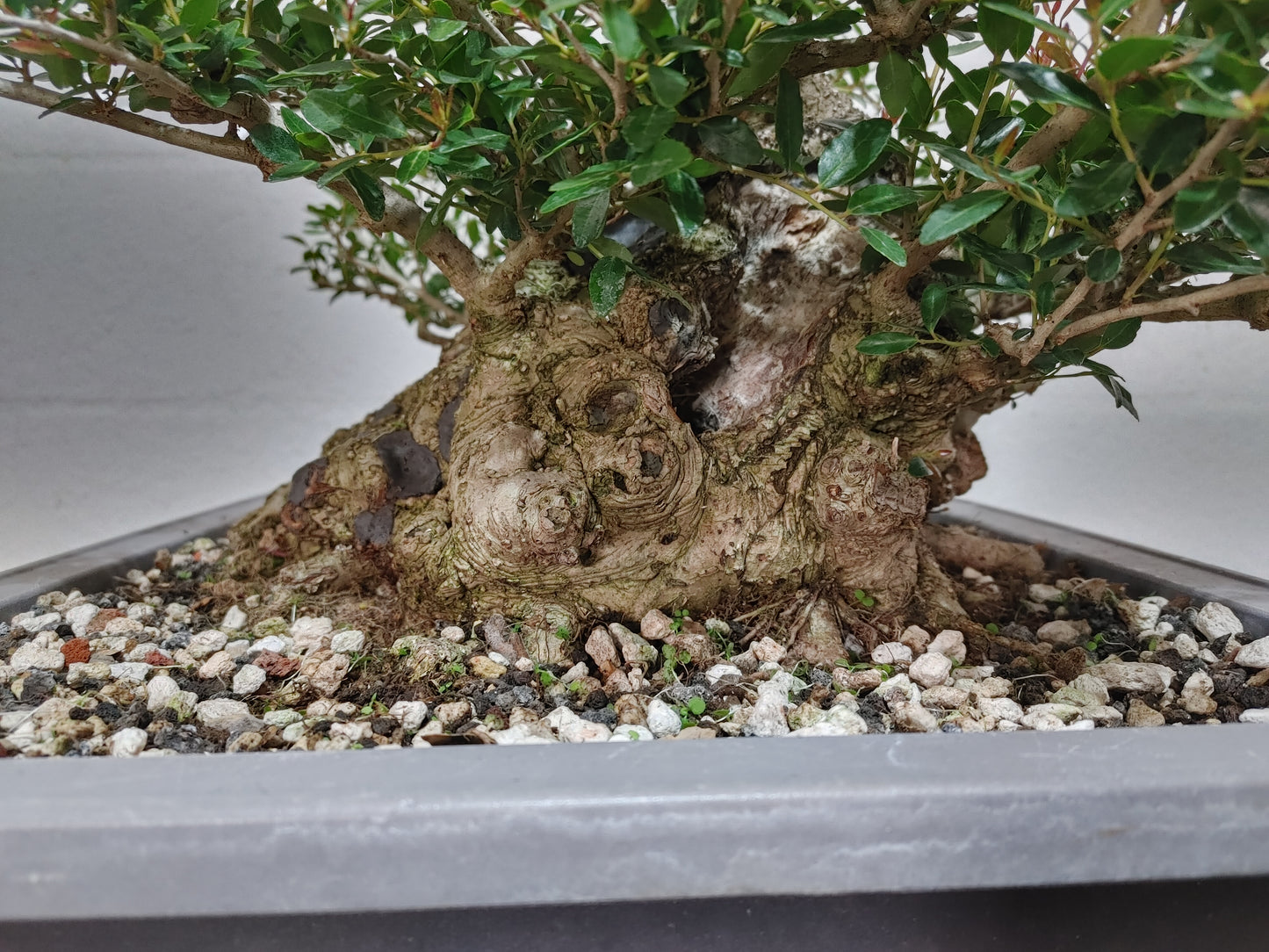 Sumo Dwarf Yaupon Holly #1