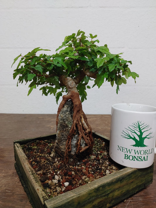 Trident Maple Root Over Rock #24