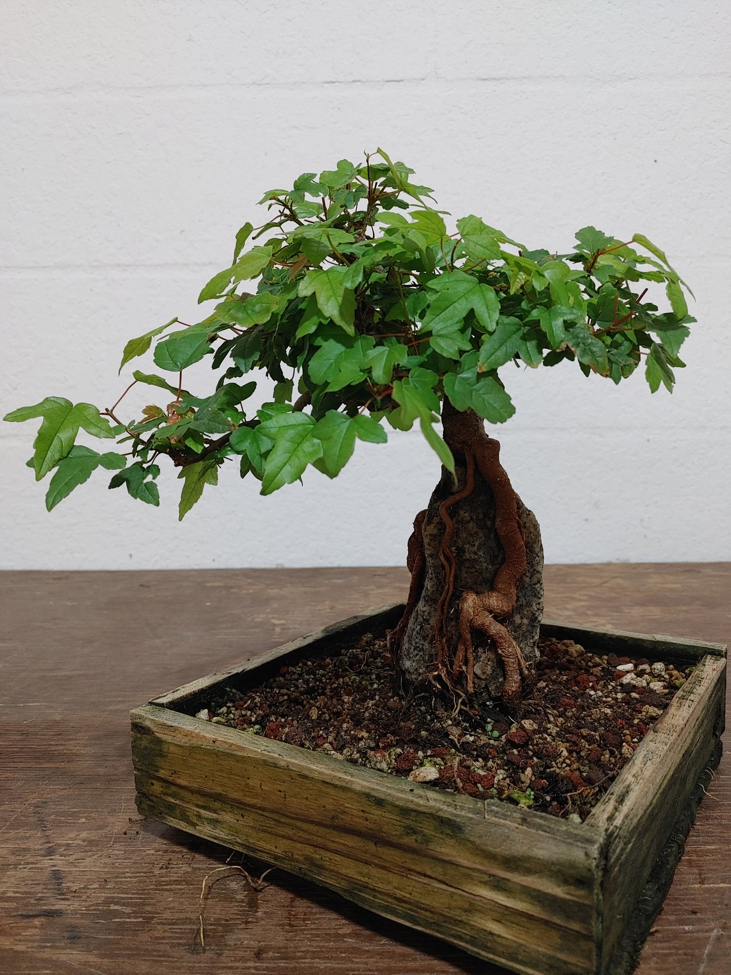 Trident Maple Root Over Rock #24