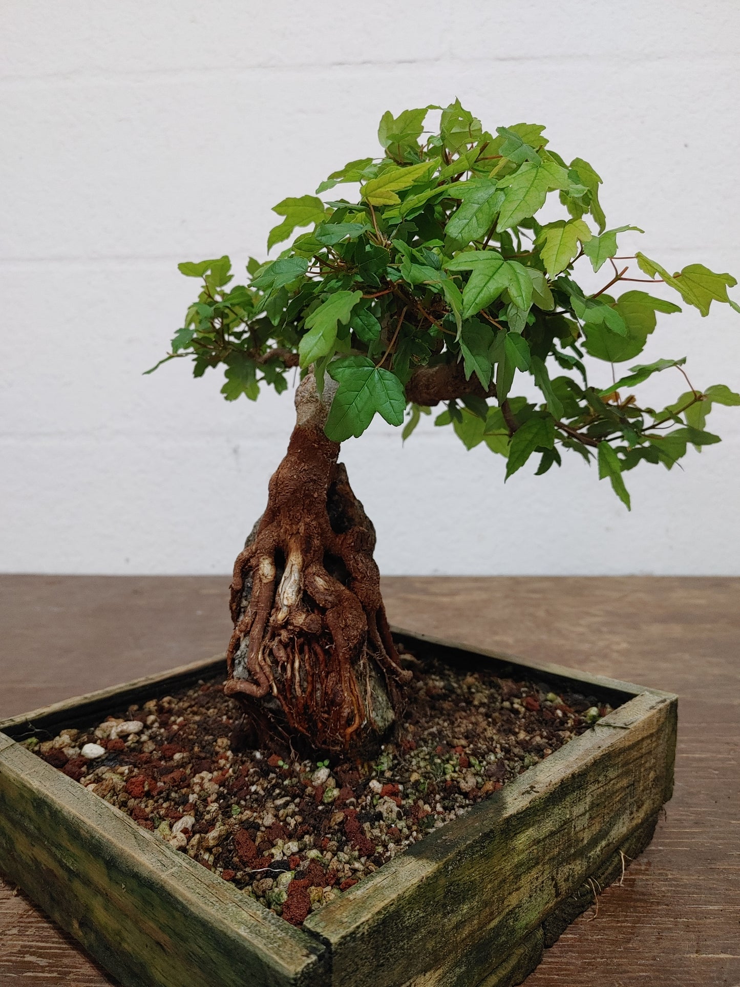 Trident Maple Root Over Rock #24