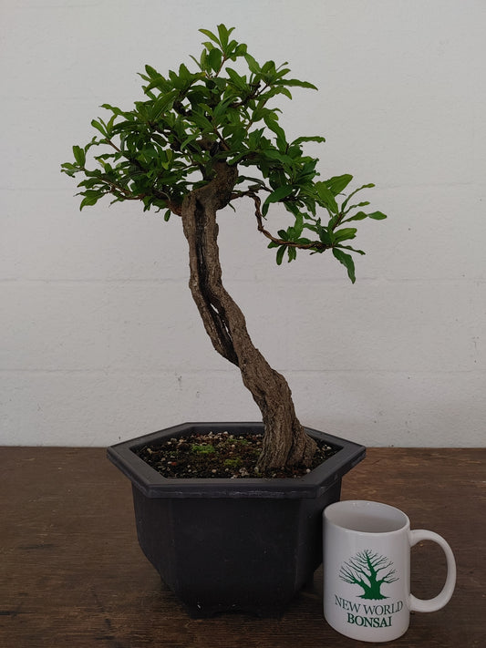 Nejikan Twisted Pomegranate