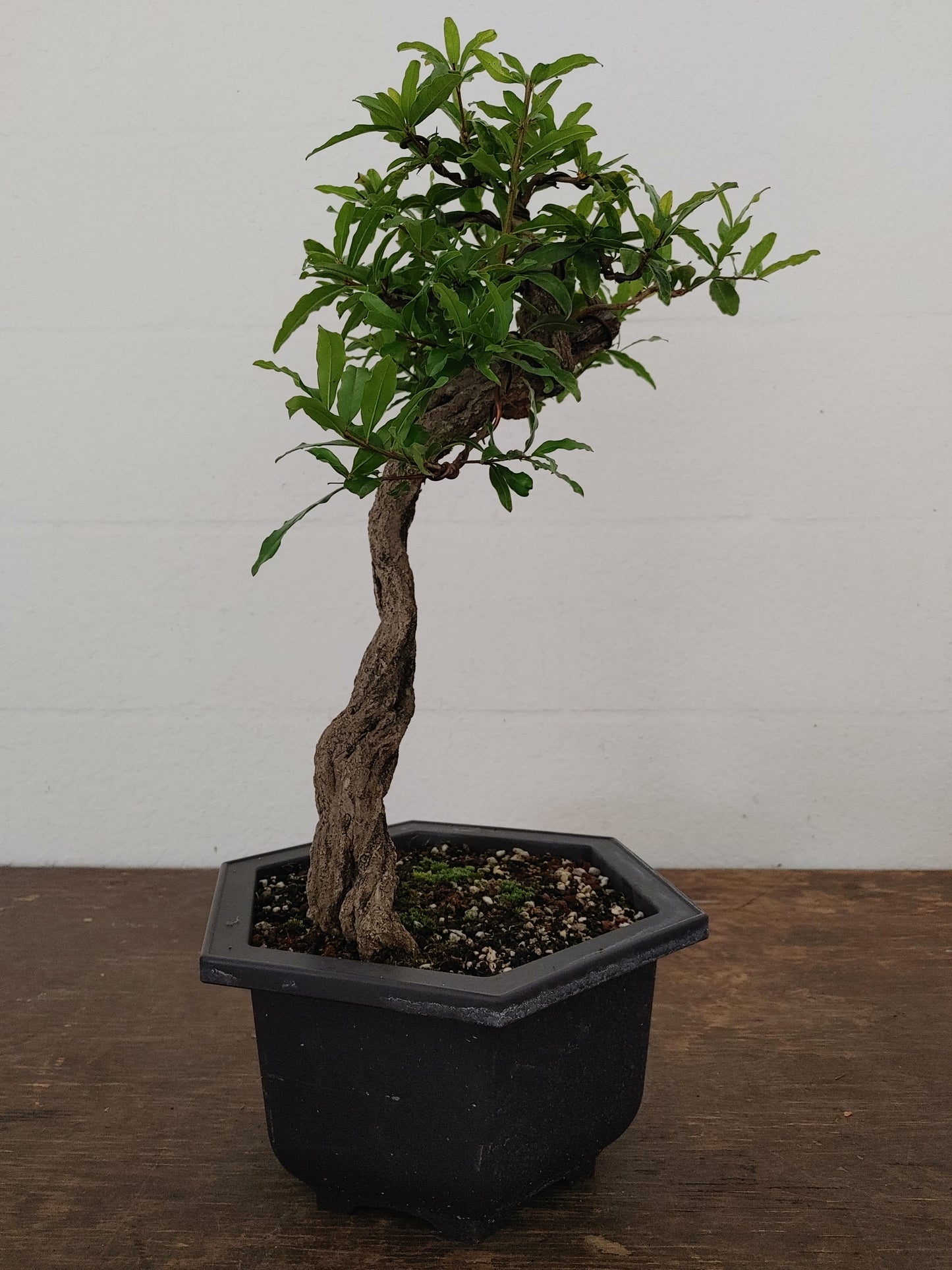 Nejikan Twisted Pomegranate
