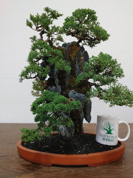 Kishu Shimpaku Juniper Rock Planting