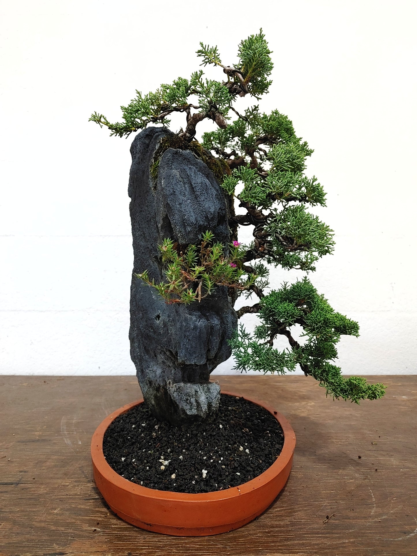 Kishu Shimpaku Juniper Rock Planting