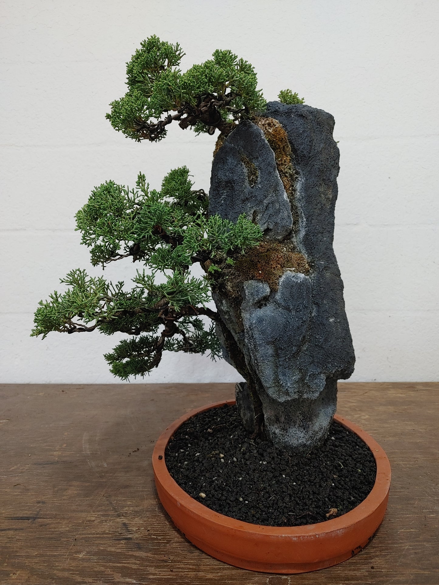 Kishu Shimpaku Juniper Rock Planting