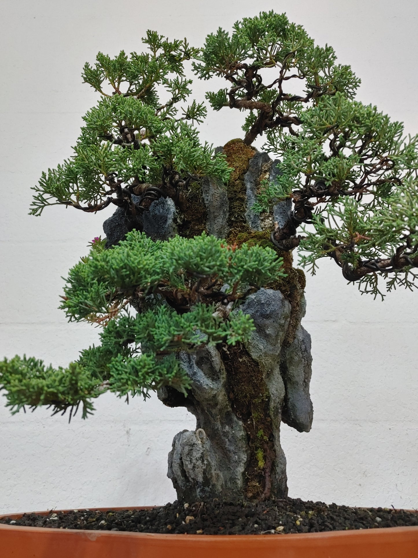 Kishu Shimpaku Juniper Rock Planting
