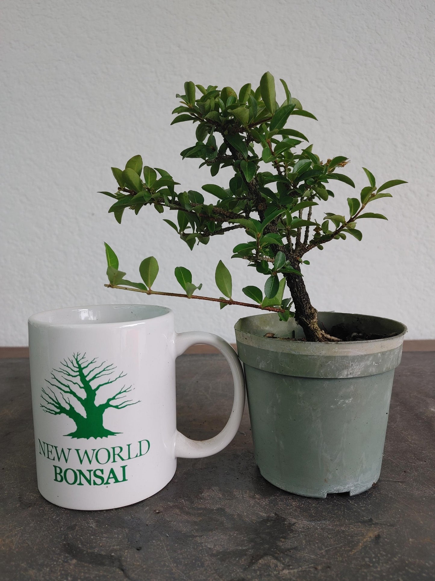 Bonsai, Dwarf Barbados Cherry, Starter Tree, Live Bonsai, Flowering+ Fruiting