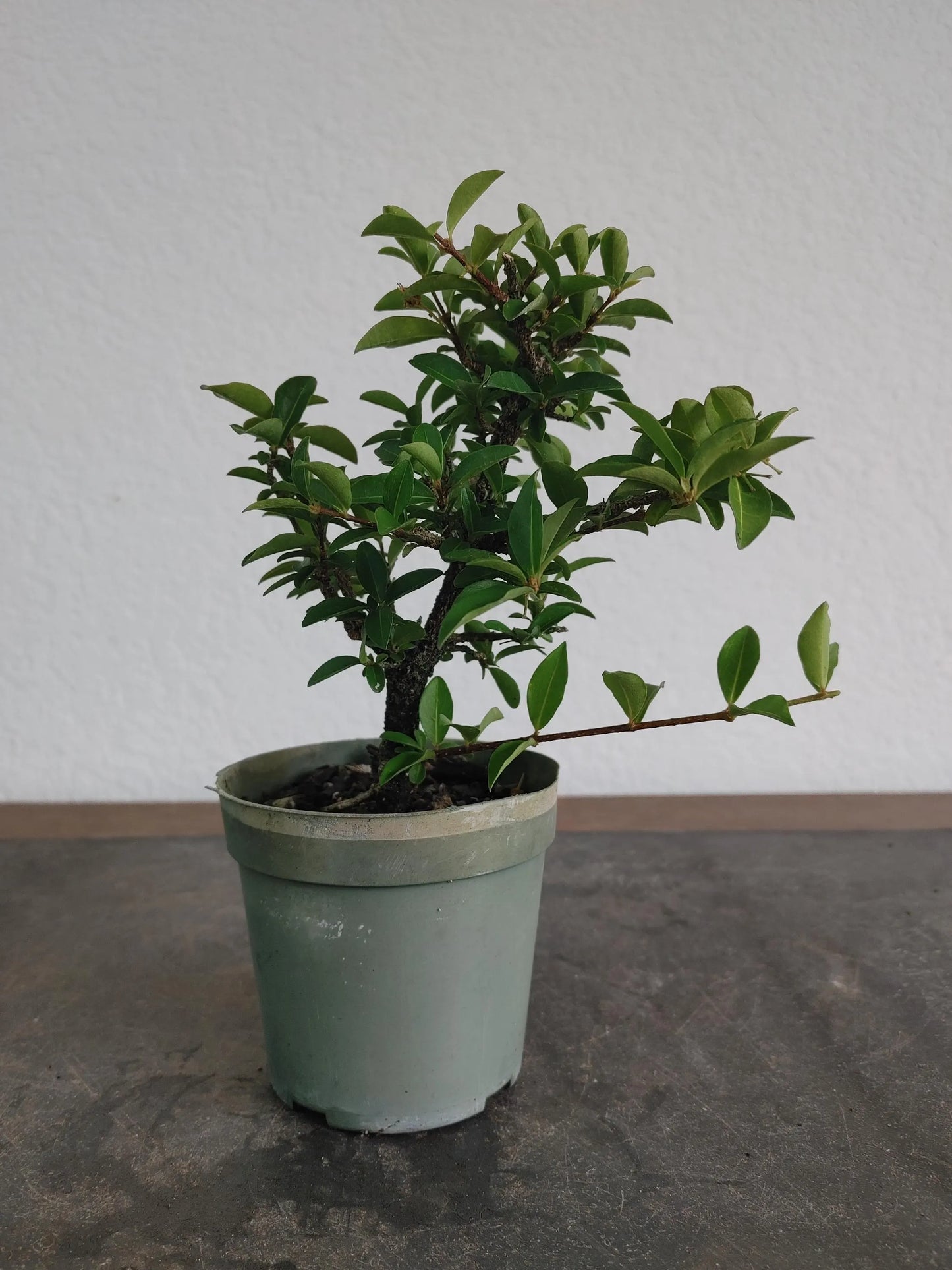 Bonsai, Dwarf Barbados Cherry, Starter Tree, Live Bonsai, Flowering+ Fruiting