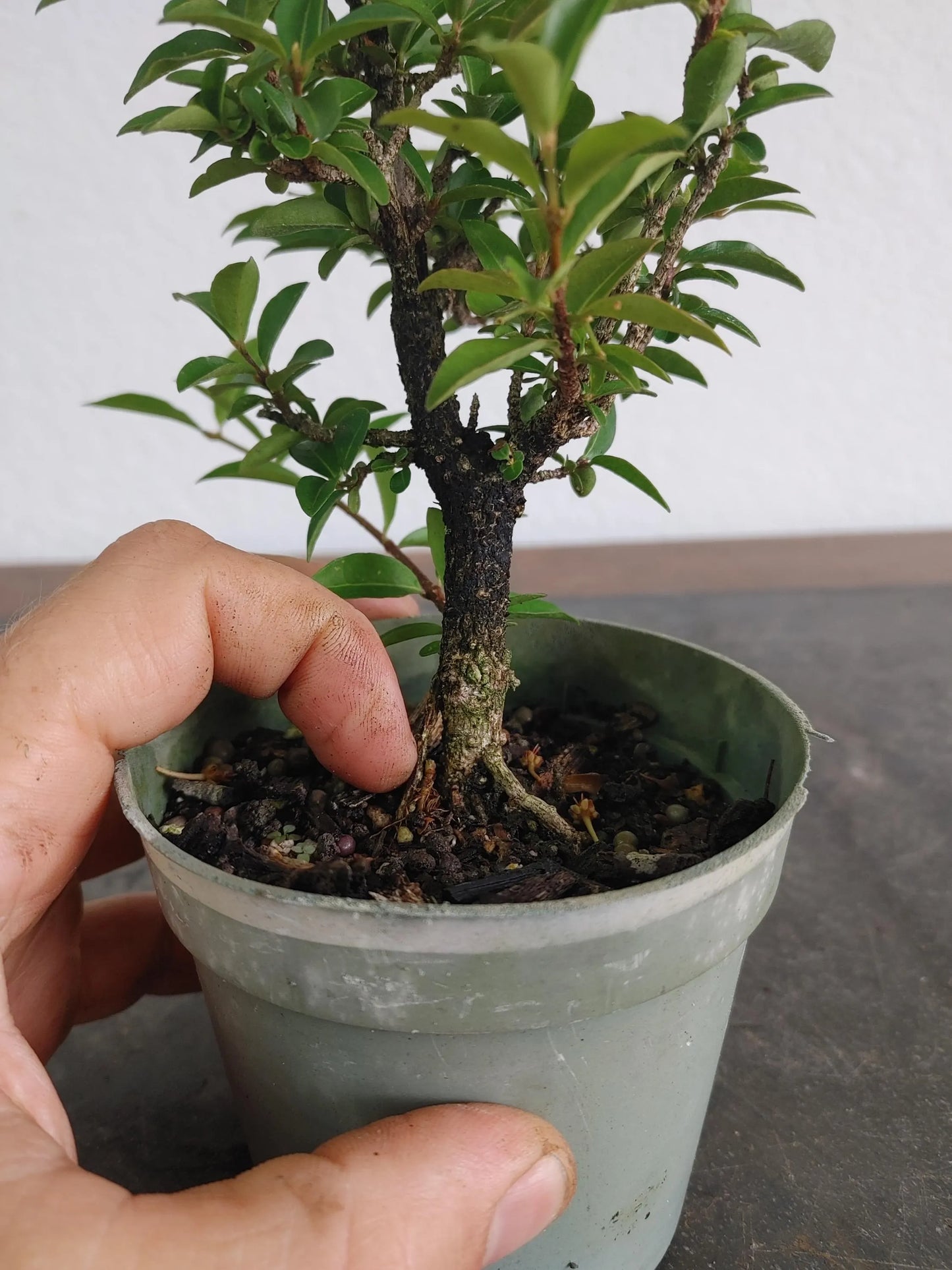 Bonsai, Dwarf Barbados Cherry, Starter Tree, Live Bonsai, Flowering+ Fruiting