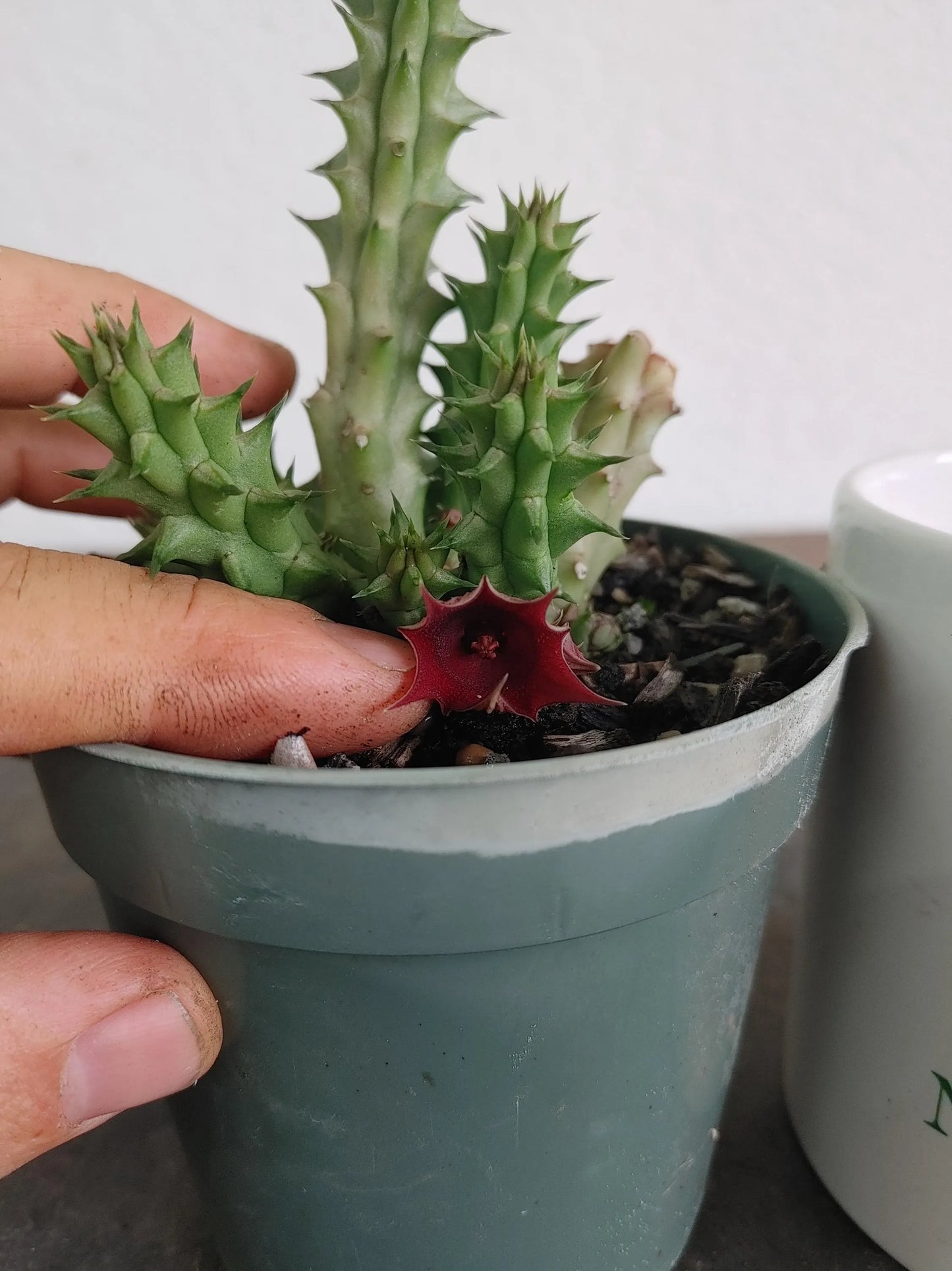 Red Dragon Flower, Huernia schneideriana, Kusamono, Succulent, Easy Grower