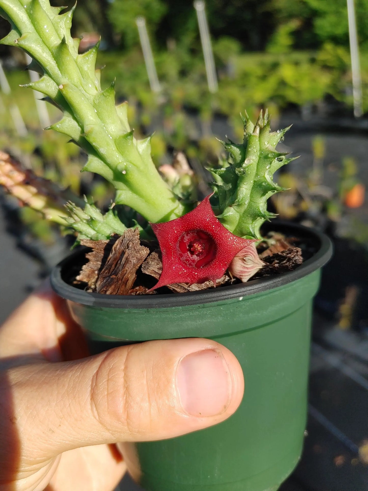 Red Dragon Flower, Huernia schneideriana, Kusamono, Succulent, Easy Grower