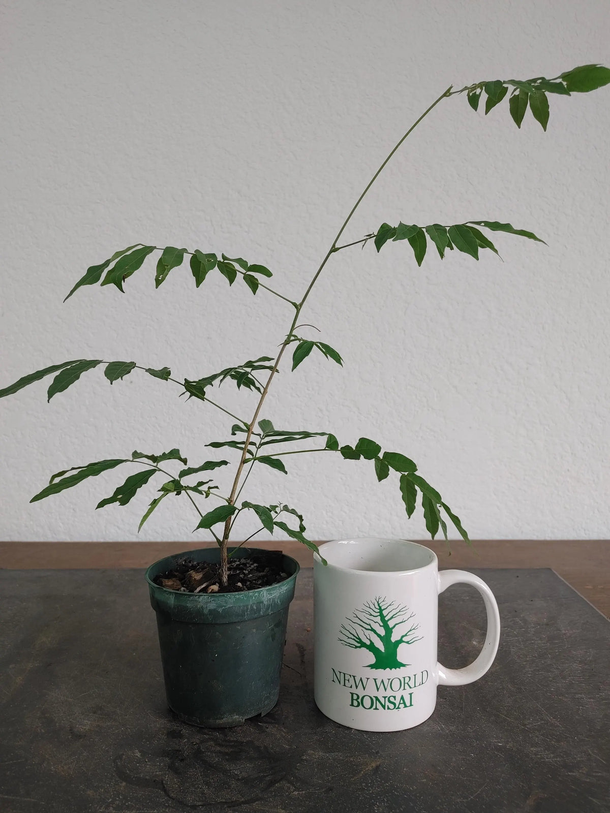 Bonsai Tree, Japanese Wisteria, Wisteria floribunda, Starter Tree, Live Tree