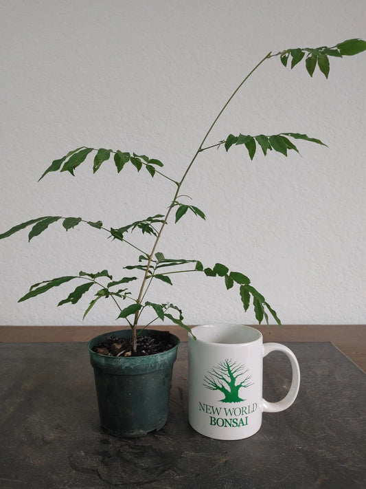 Bonsai Tree, Japanese Wisteria, Wisteria floribunda, Starter Tree, Live Tree