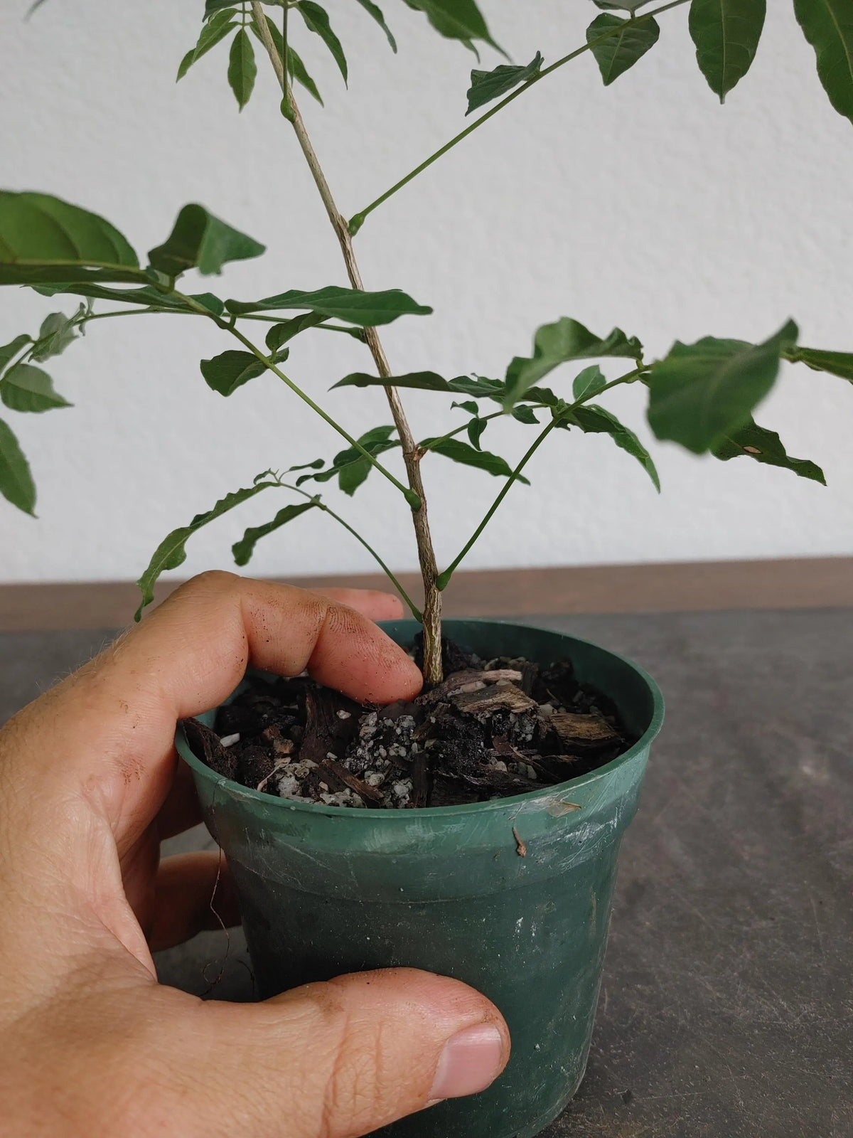 Bonsai Tree, Japanese Wisteria, Wisteria floribunda, Starter Tree, Live Tree