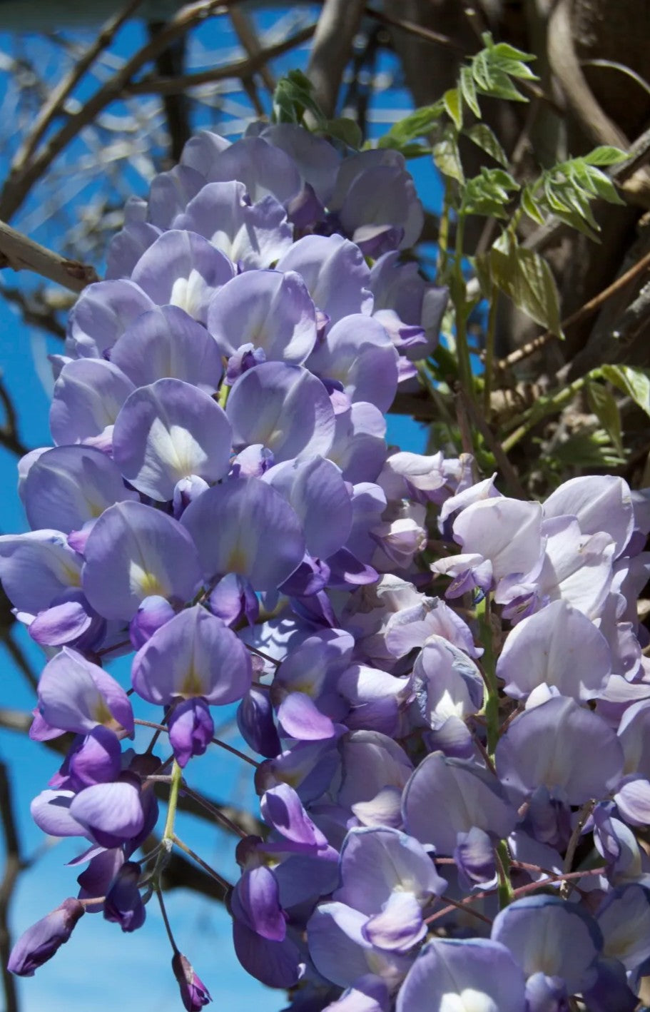 Bonsai Tree, Japanese Wisteria, Wisteria floribunda, Starter Tree, Live Tree