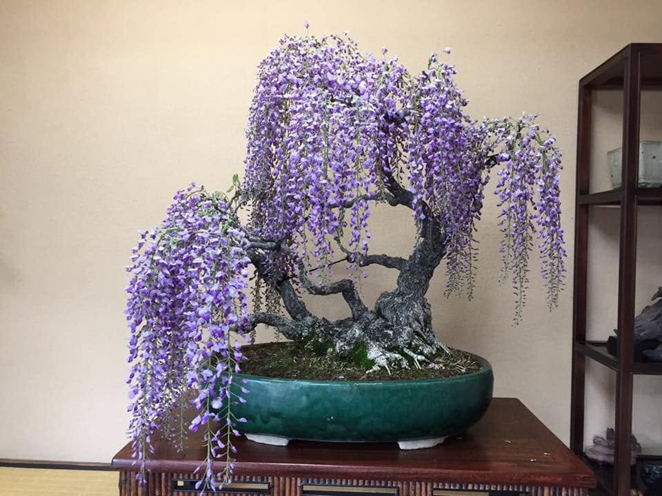 Bonsai Tree, Japanese Wisteria, Wisteria floribunda, Starter Tree, Live Tree